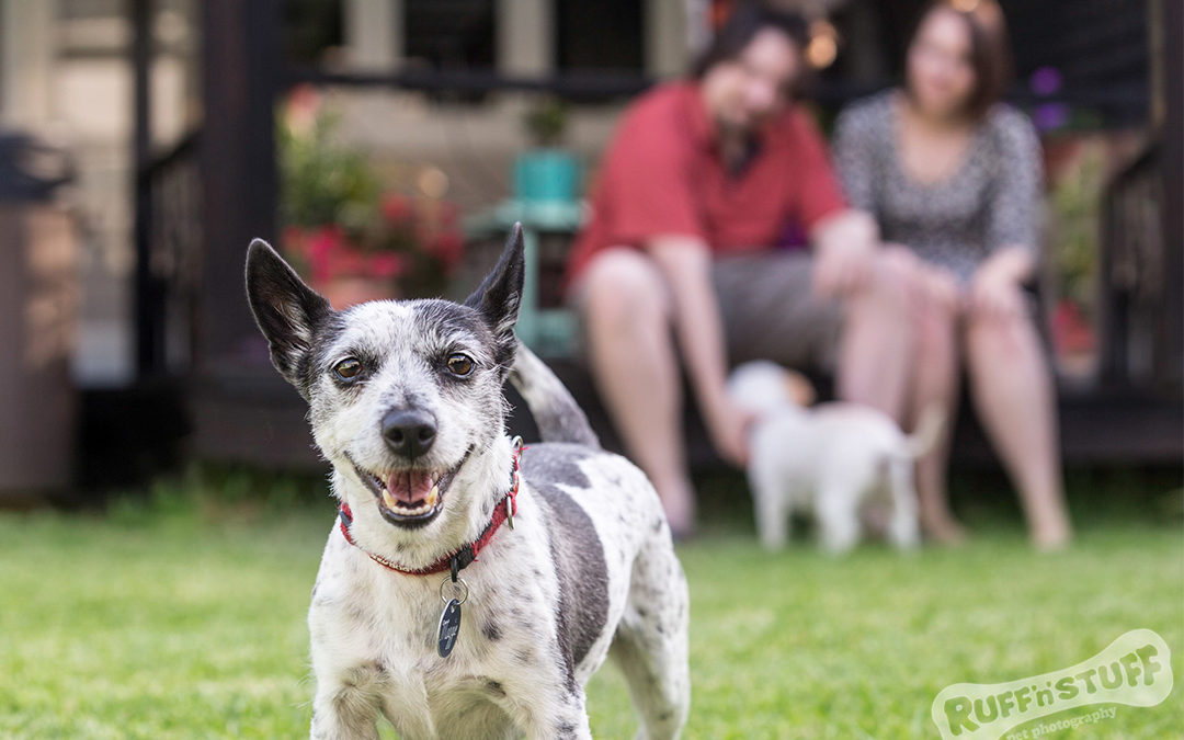 Summer Pet Photo shoot with 2 gorgeous rescues