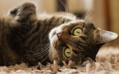 Top Pet Photo Tips You Can Use at Home