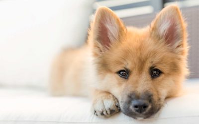The Outrageous Adorableness of BAILEY the Pomsky